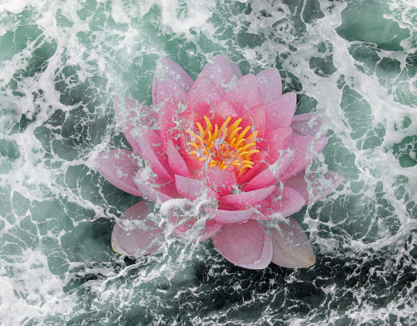 WaterLily Splash by Bob Legg
