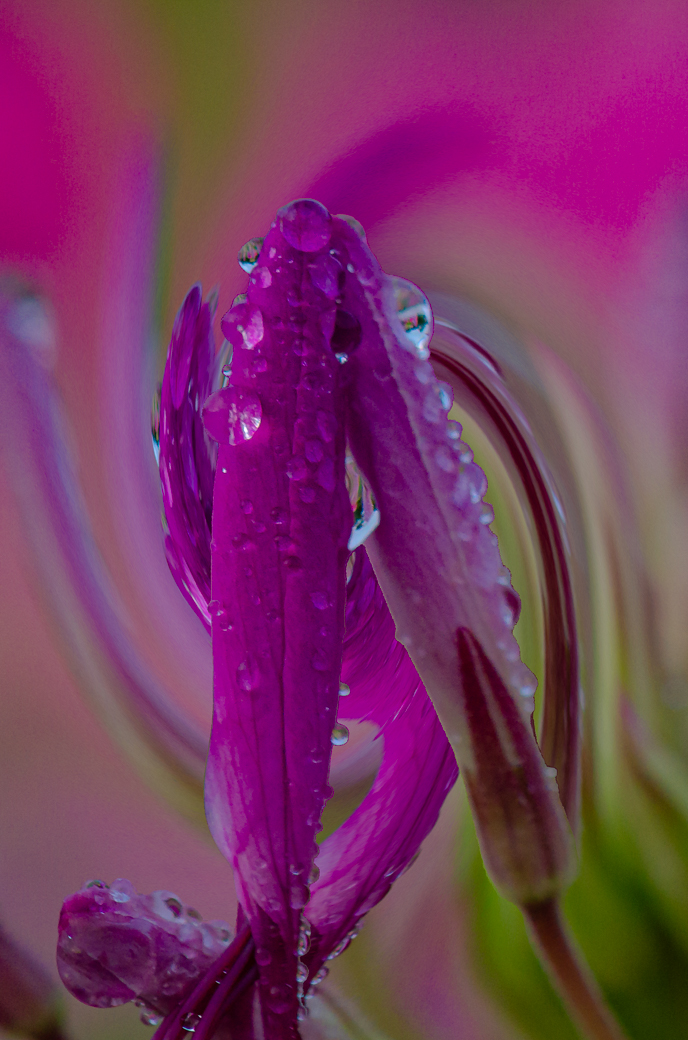 Cleome Creative 875 by Bob Legg