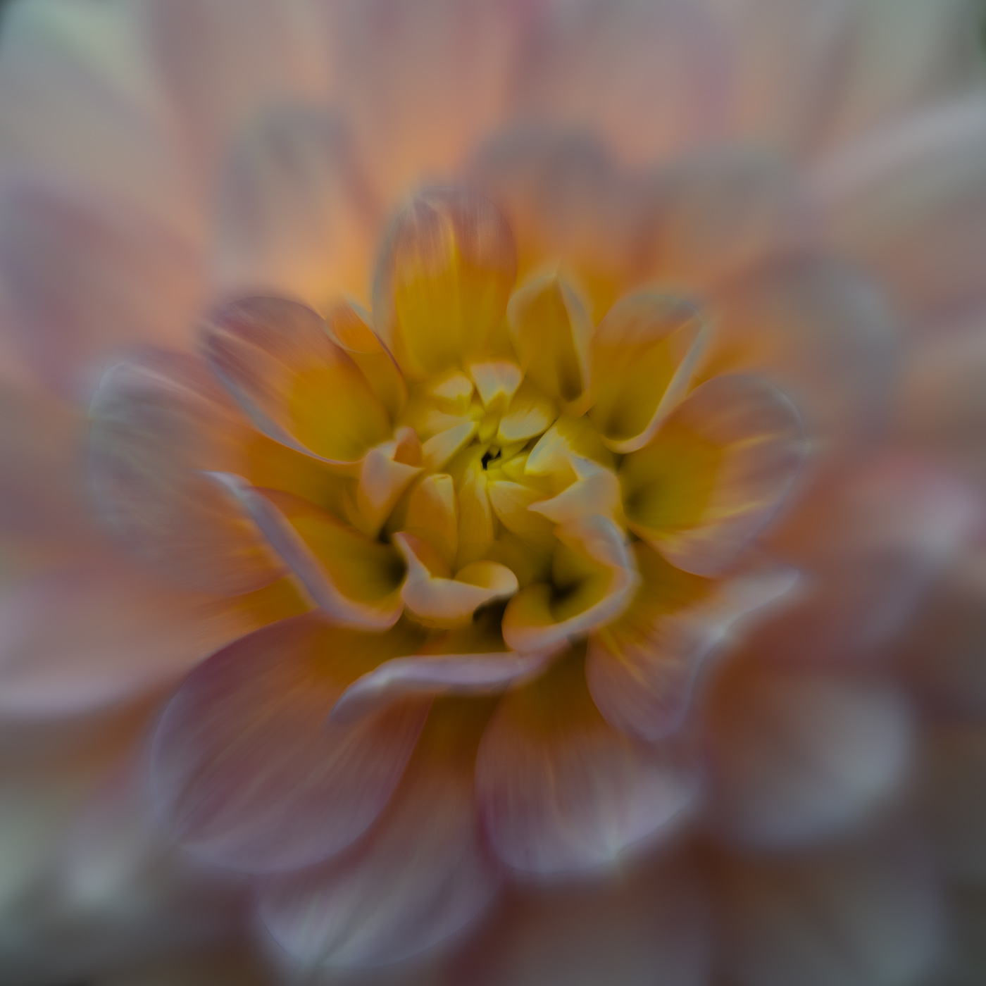 Dahlia Softie 7033 by Bob Legg