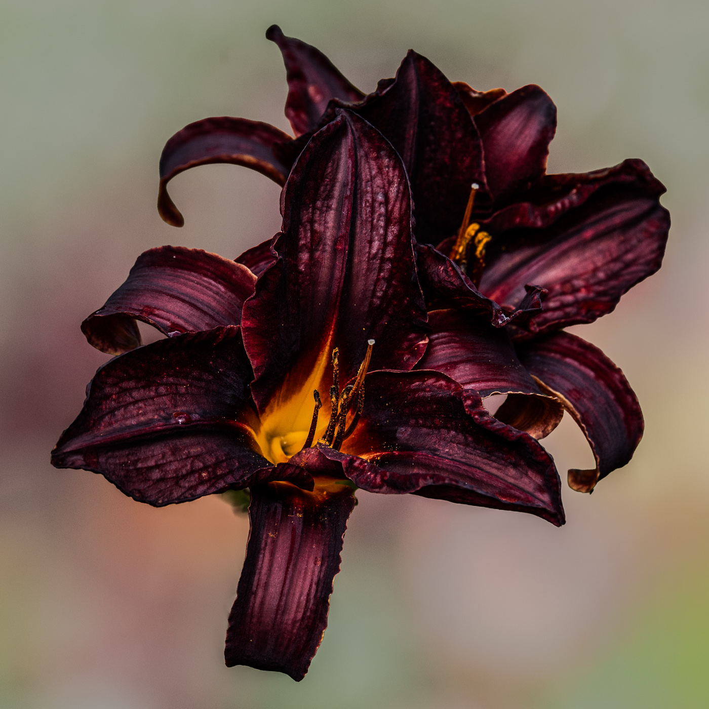 Black Plains DayLily by Bob Legg