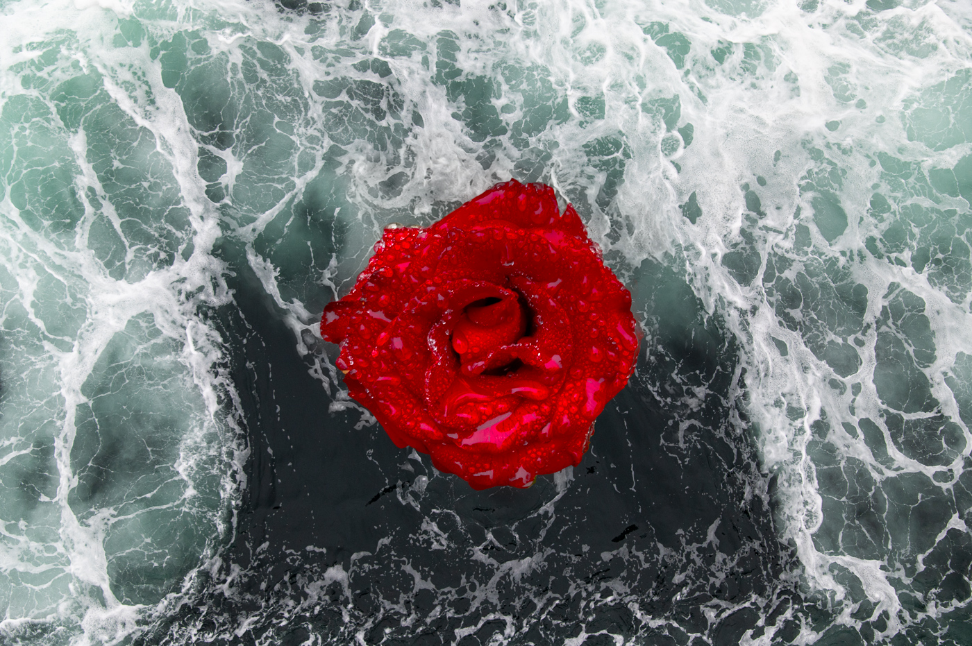 Rose Lost At Sea