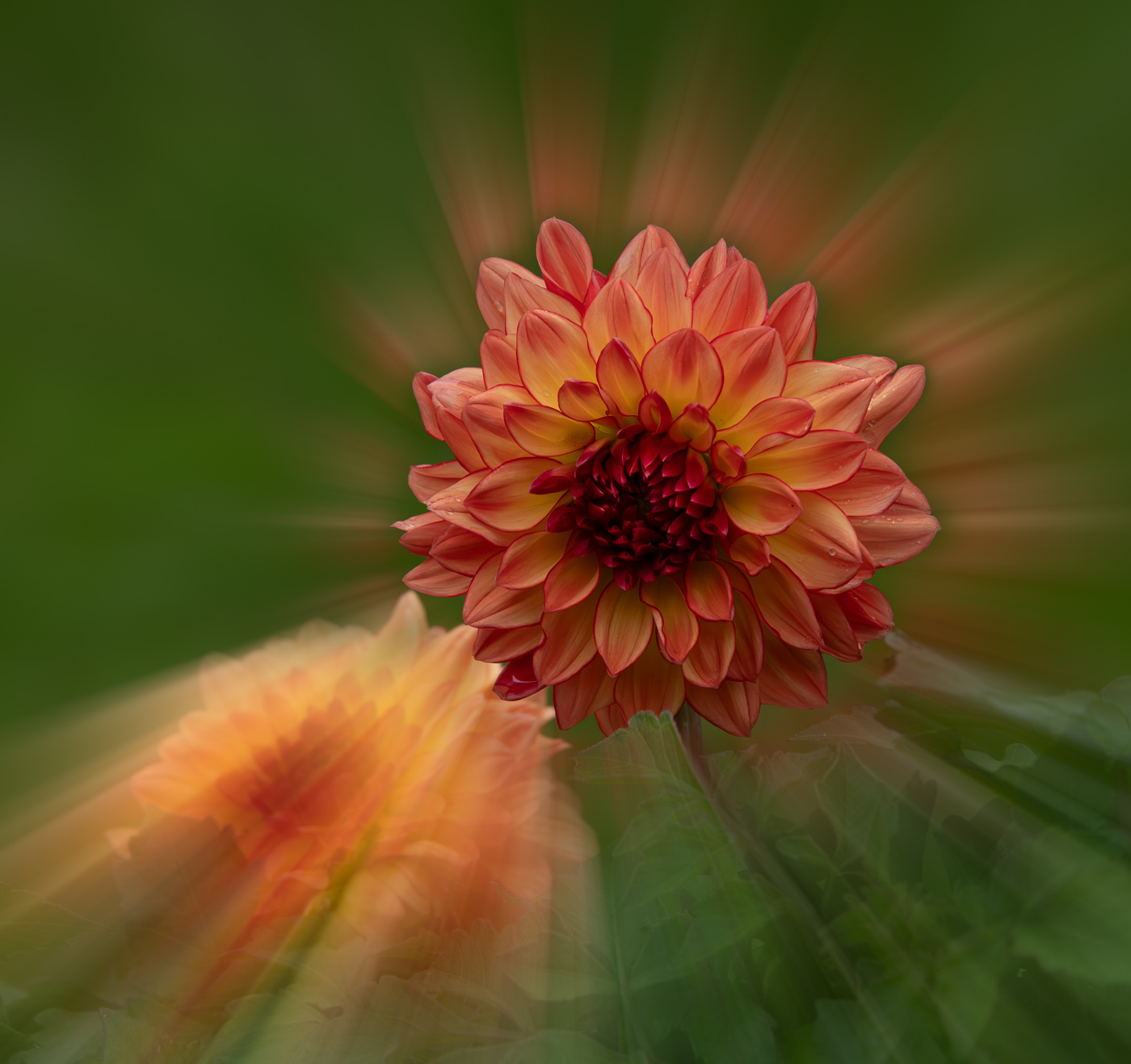 Dahlia Creative 71 by Bob Legg