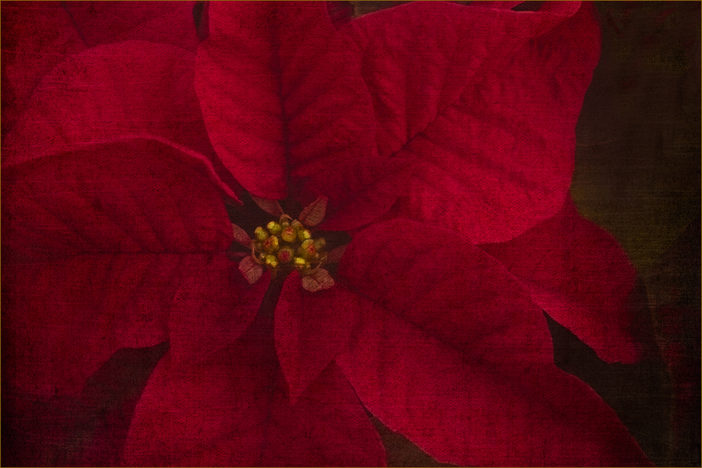 Red Poinsettia by Marti Buckely