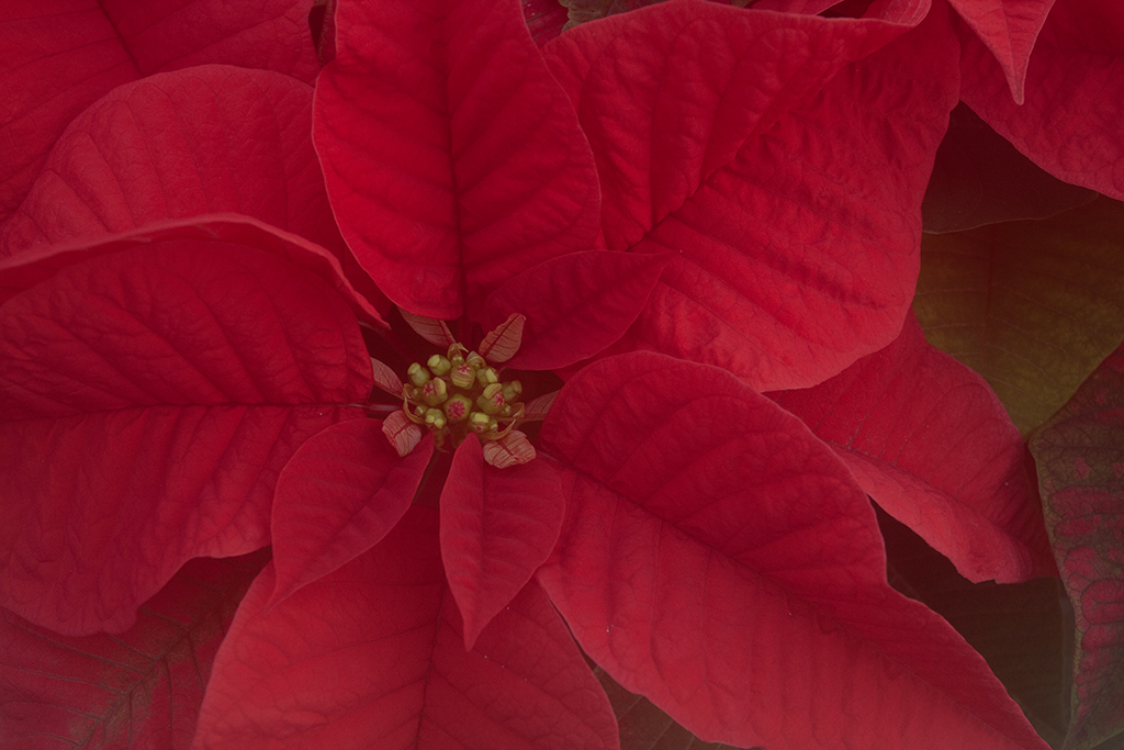 December 2025 - Marti Buckely