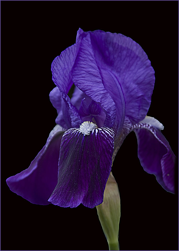Iris by Marti Buckely