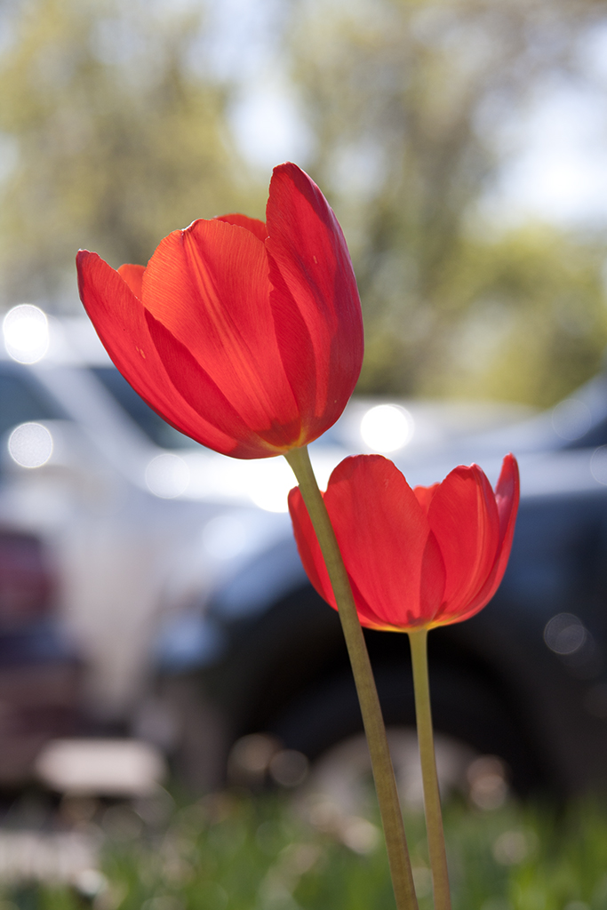 April 2026 - Marti Buckely