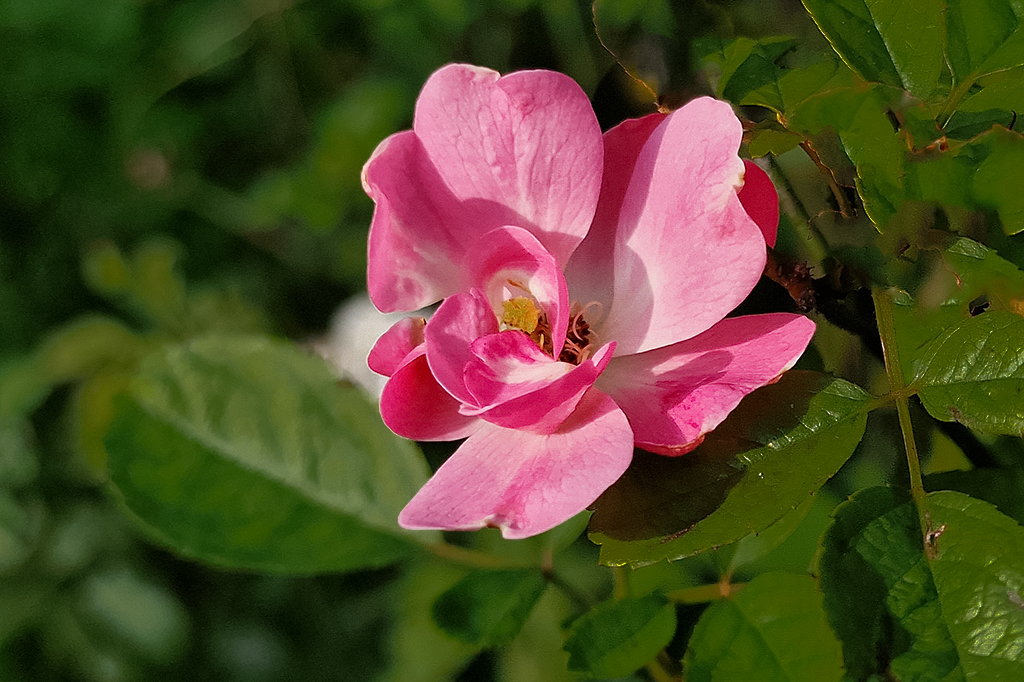 Comment Image