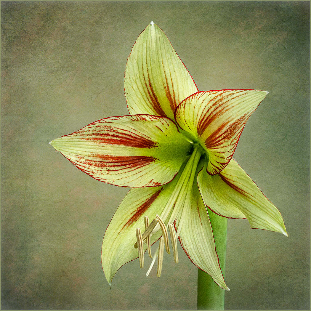 Comment Image