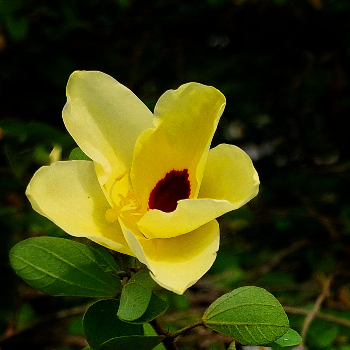 Comment Image