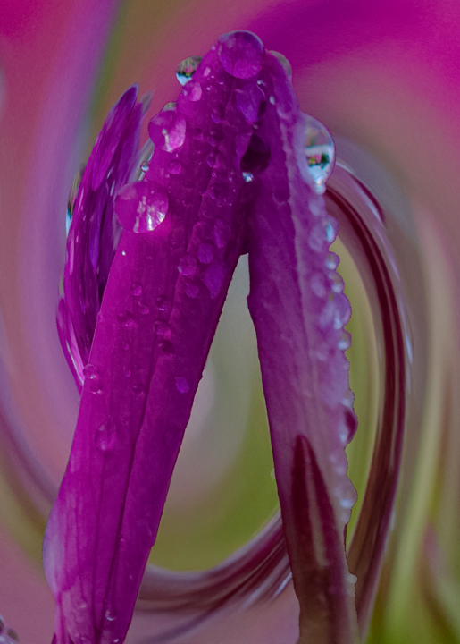 Comment Image