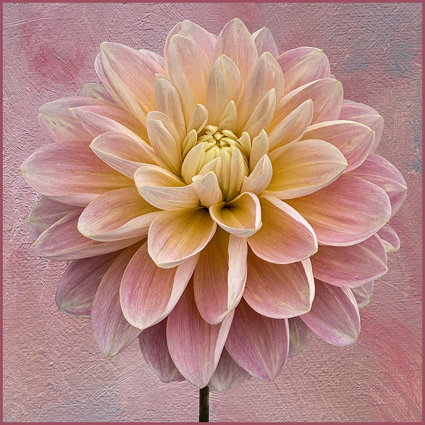 Dahlia 2 by Ingrid Lockhart