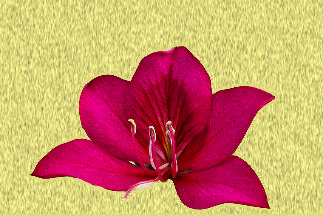  Floral Shadow 19 - DDG 80