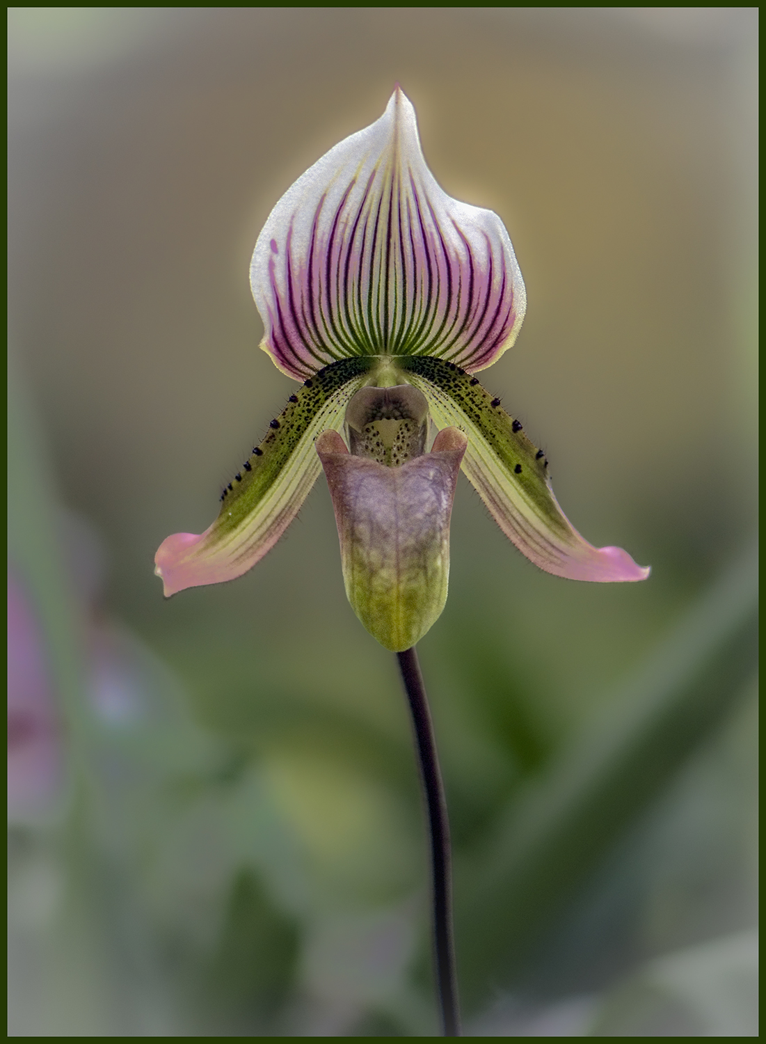 Orchid