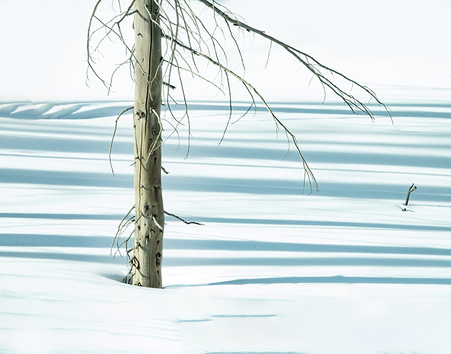 Winter Flora by Ingrid Lockhart