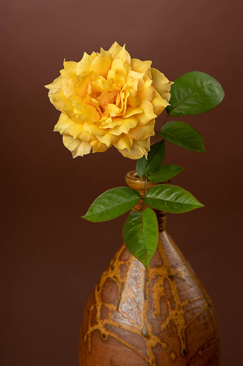 A Rose from the garden by Cheryl Dubois