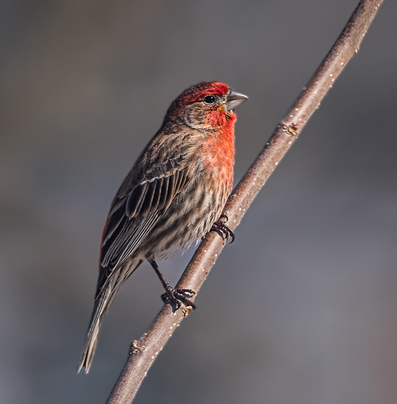 Red Finch visit to my house by Randall Gusdorf