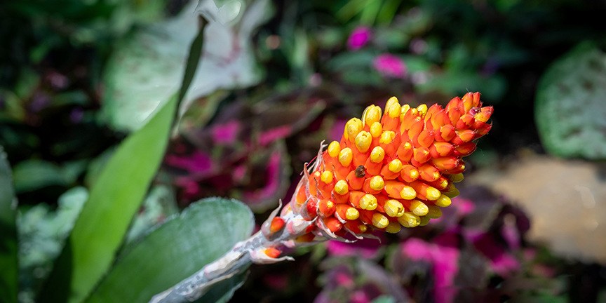 Candy Corn plant by Kurt Reinhard