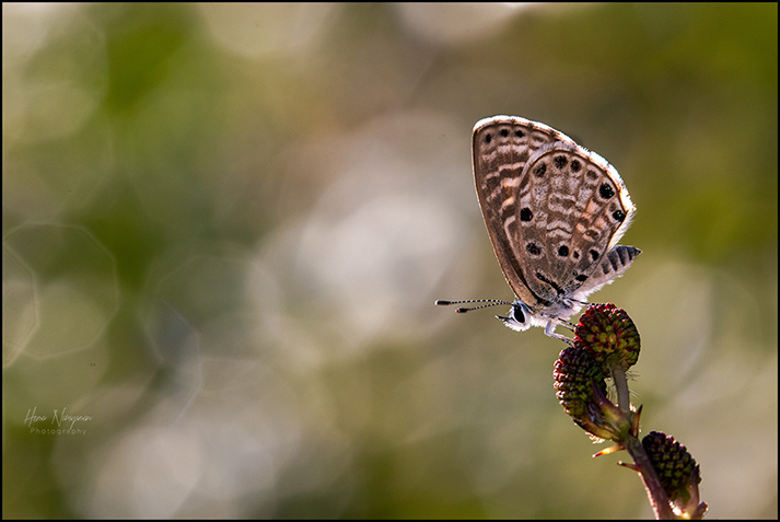 The Bokeh and the butterflies by Hema Narayanan, QPSA