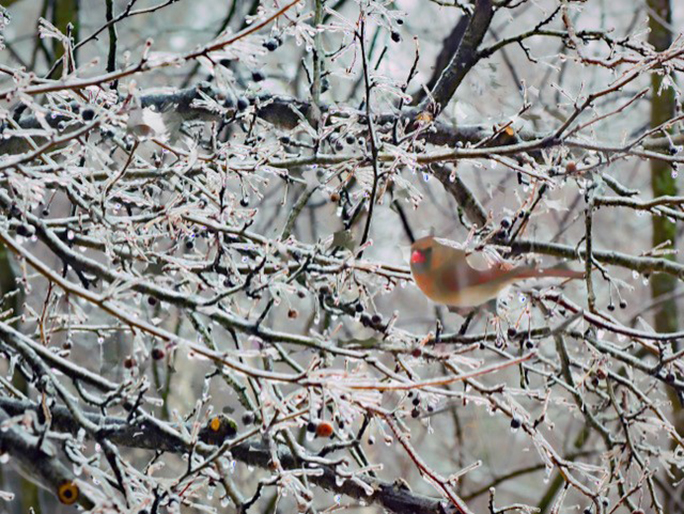 Ice storm by Mark Fox