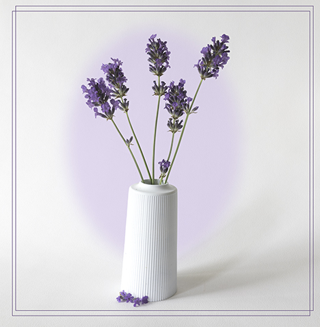 Lavender in pot by Angela Bonner