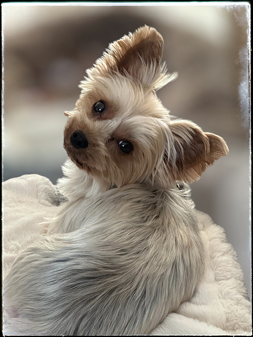 Miss Lexi by Janet McLaughlin
