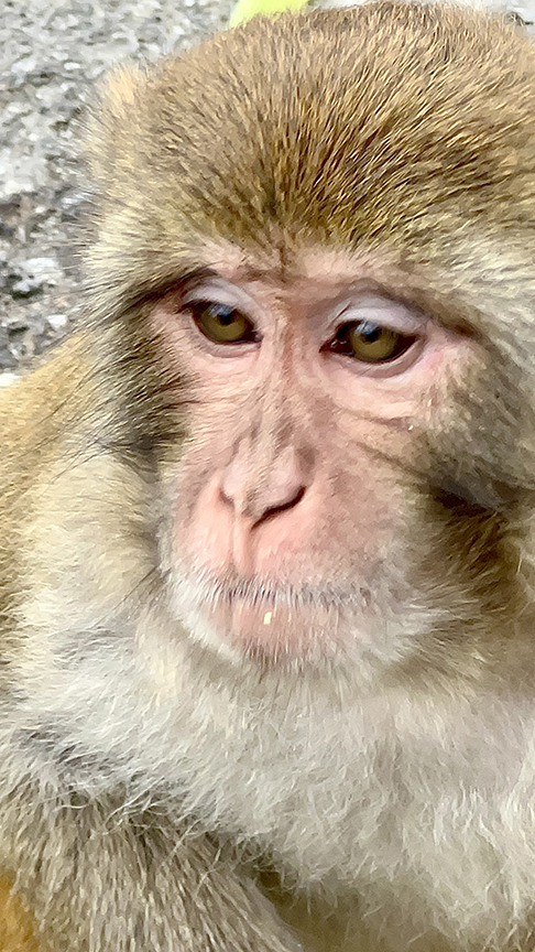 Monkey eyes by Jo-Ann Rolle