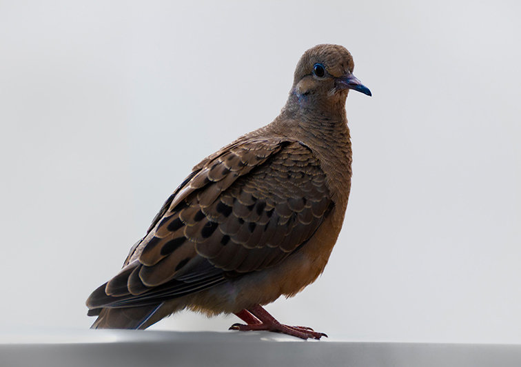 Morning dove with blue highlights by Kurt Reinhard