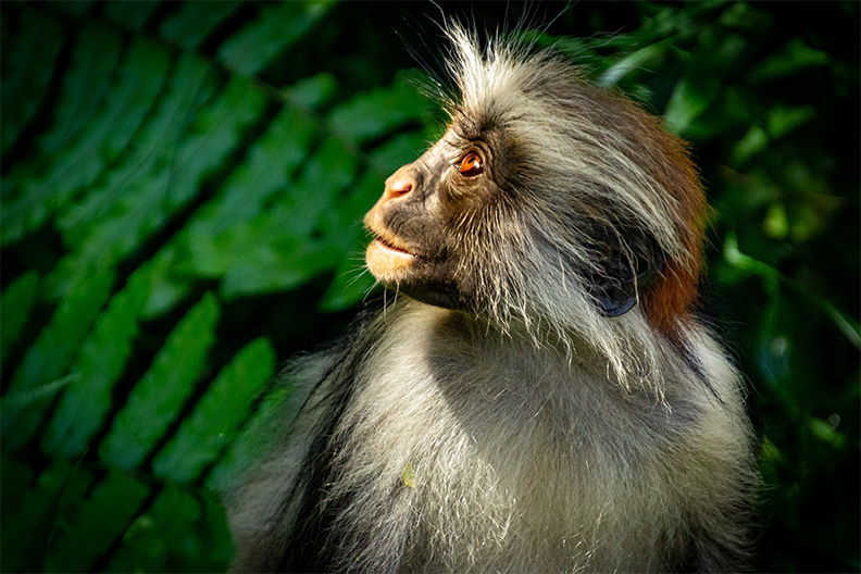 Red Colobus Monkey by Doug Sampson