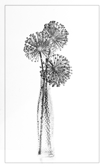 Three Allium seedheads by Angela Bonner, PPSA