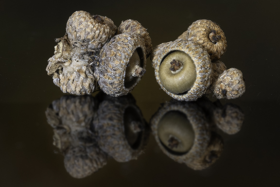 Tiny Acorns by Angela Bonner