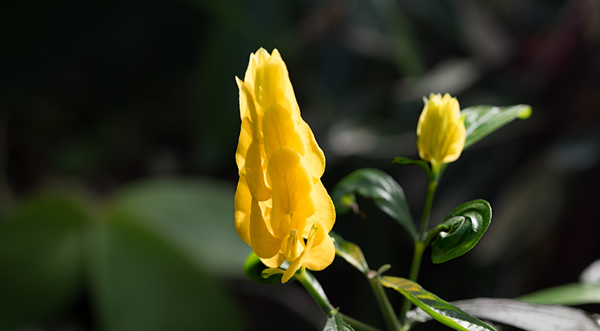 Yellow Lollipop flower by Kurt Reinhard
