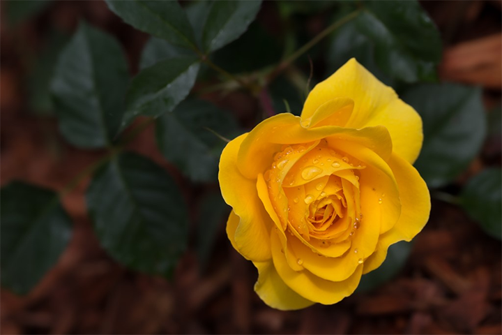 Yellow Rose in the rain