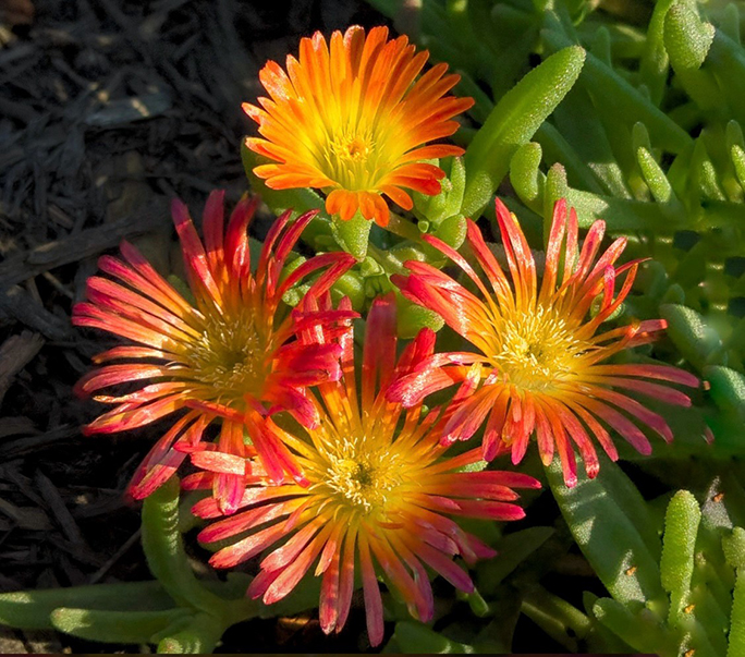 Fireworks by Janet McLaughlin
