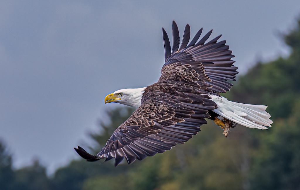 Headed for Home by Laurie McShane