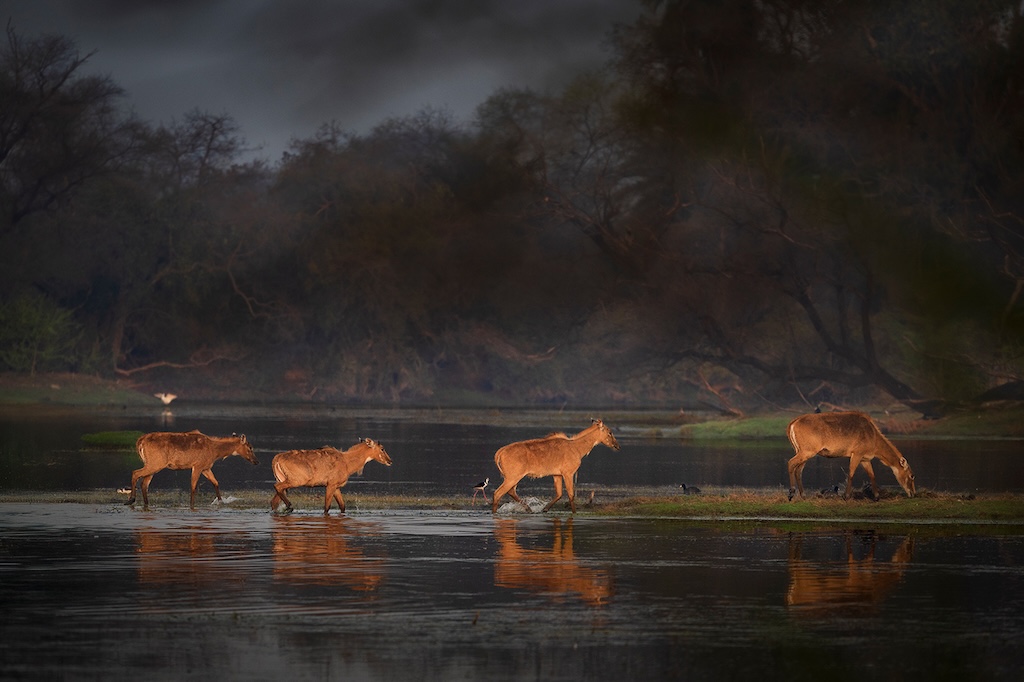  by Narasimhan k