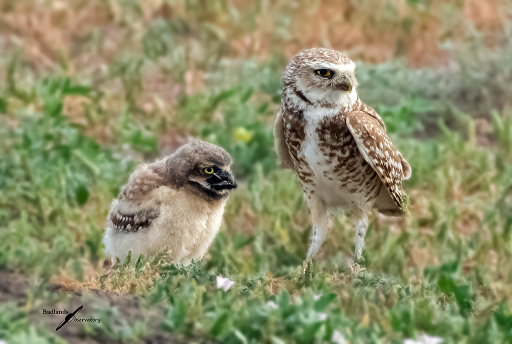 Burrowing Owl Feeding Time