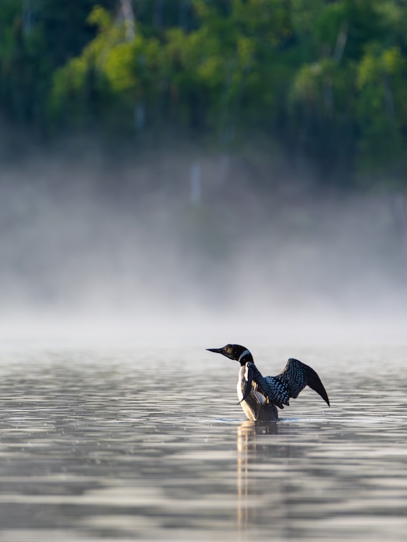Morning Mist by Laurie McShane