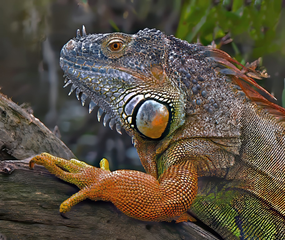 "adult green" iguana