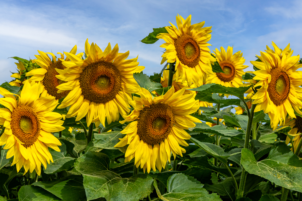 Sunflowers by Keith Francis