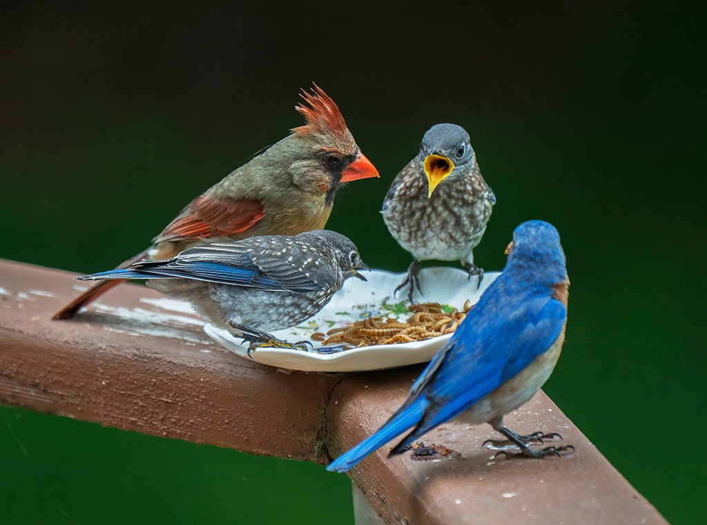 Cardinal Rule: Share your worms! by Kathleen Colligan