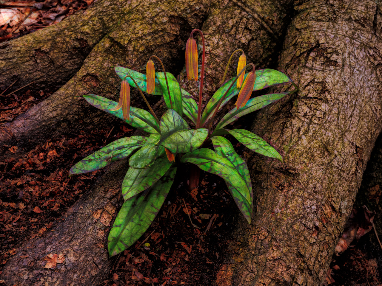 Trout Lily by Keith Francis