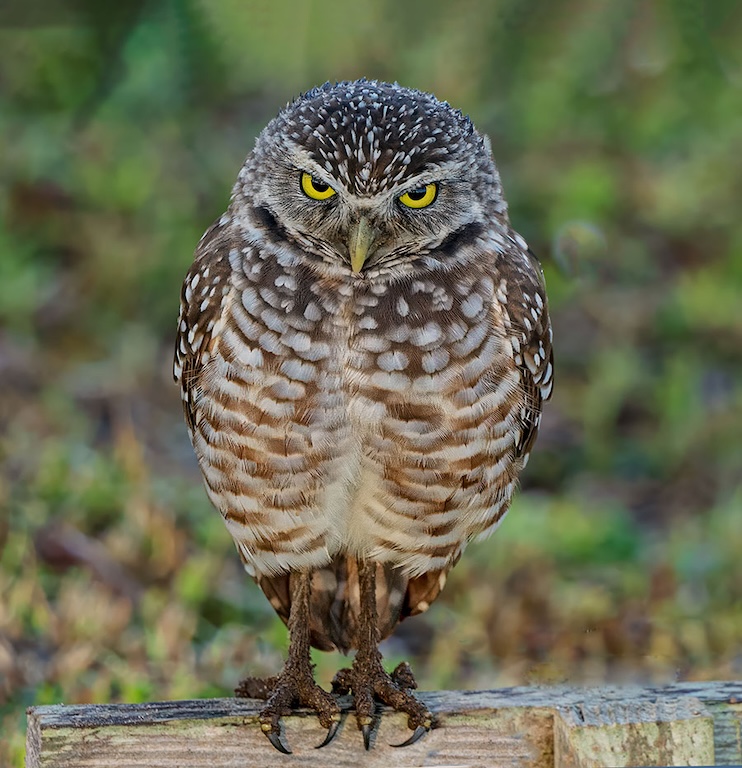 Burrowing Owl - Tiny But Fierce by Kathleen Colligan