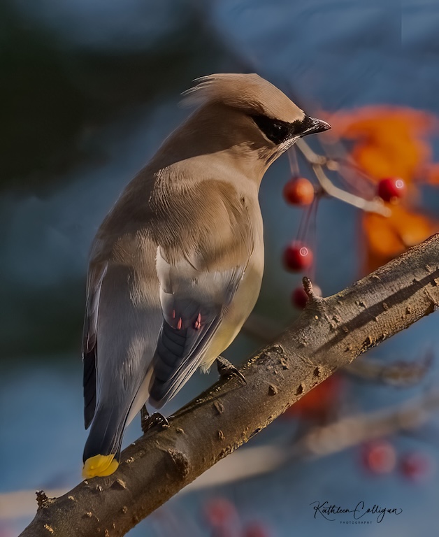 Cedar Waxwing by Kathleen Colligan