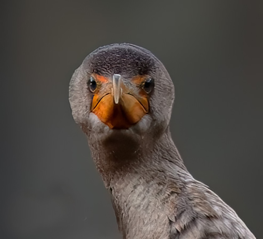 Cormorant by Kathleen Colligan