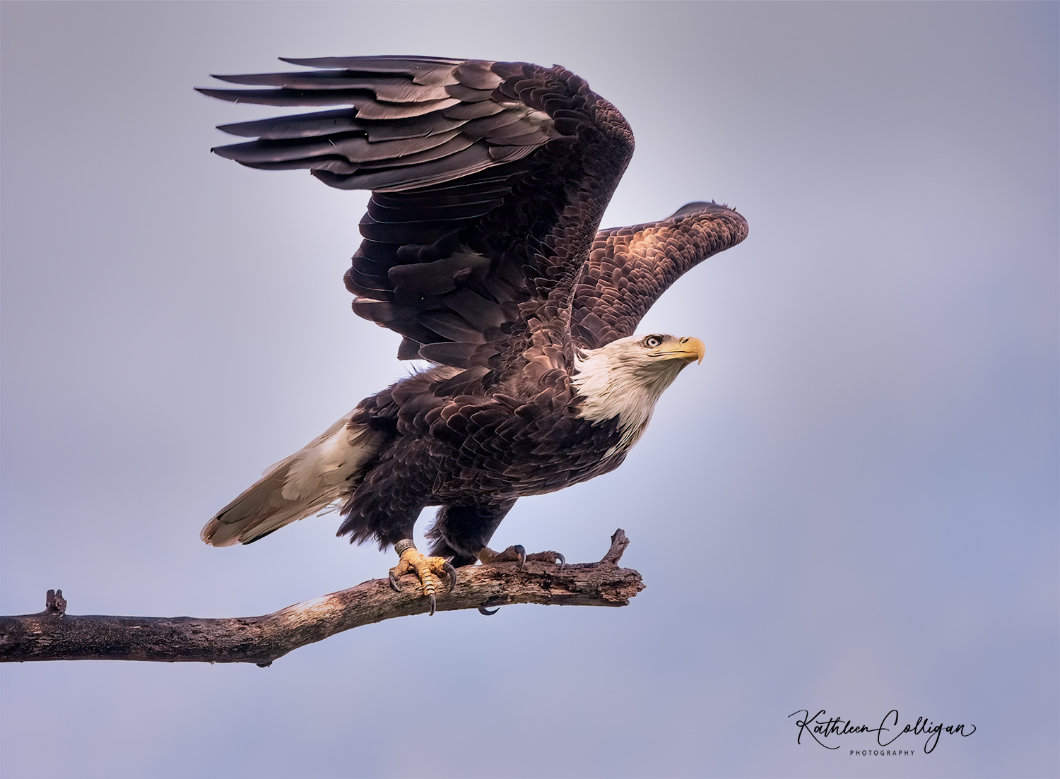 Bald Eagle by Kathleen Colligan