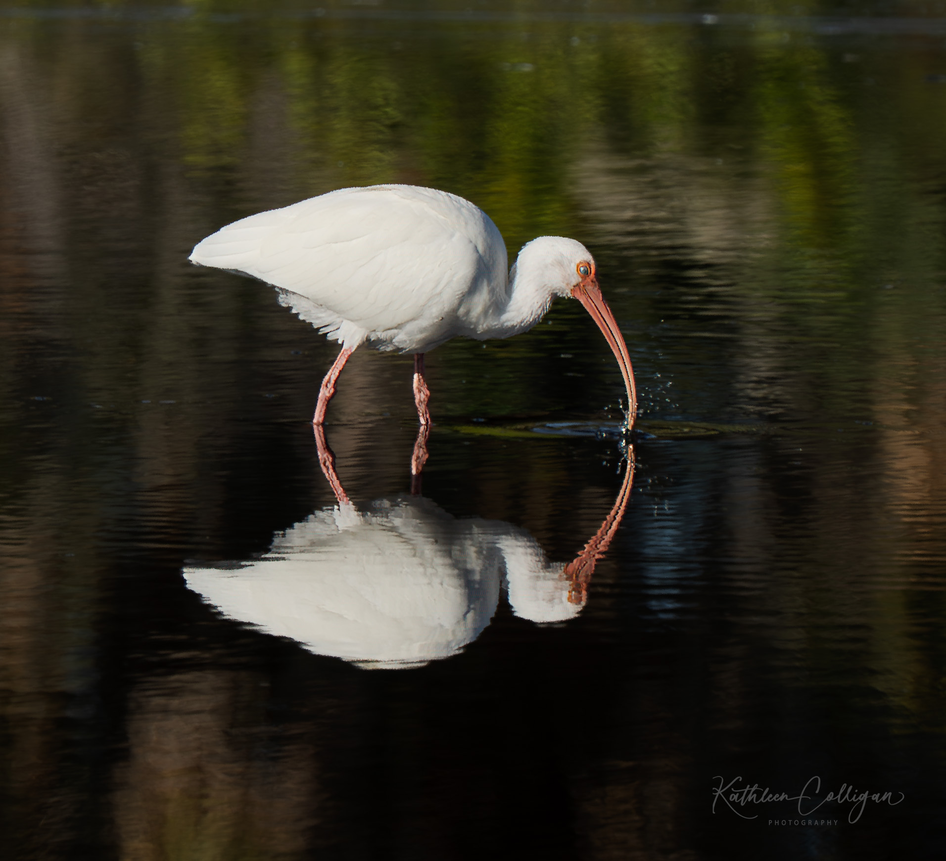 Ibis Reflection  by Kathleen Colligan