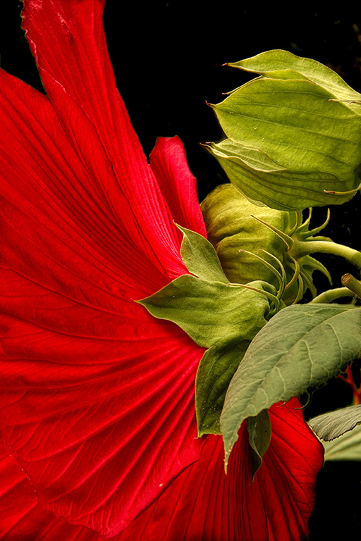 Red Hibiscus by David Garrison