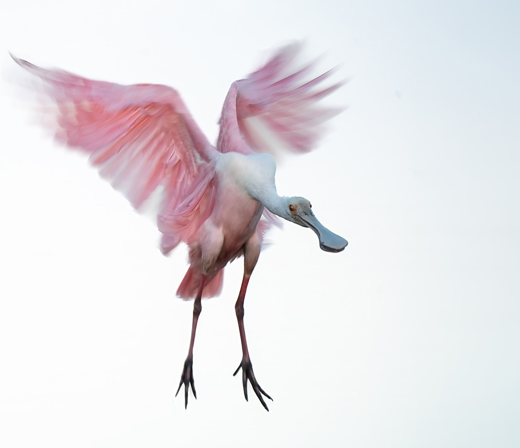 Spoonbill in motion by Kathleen Colligan