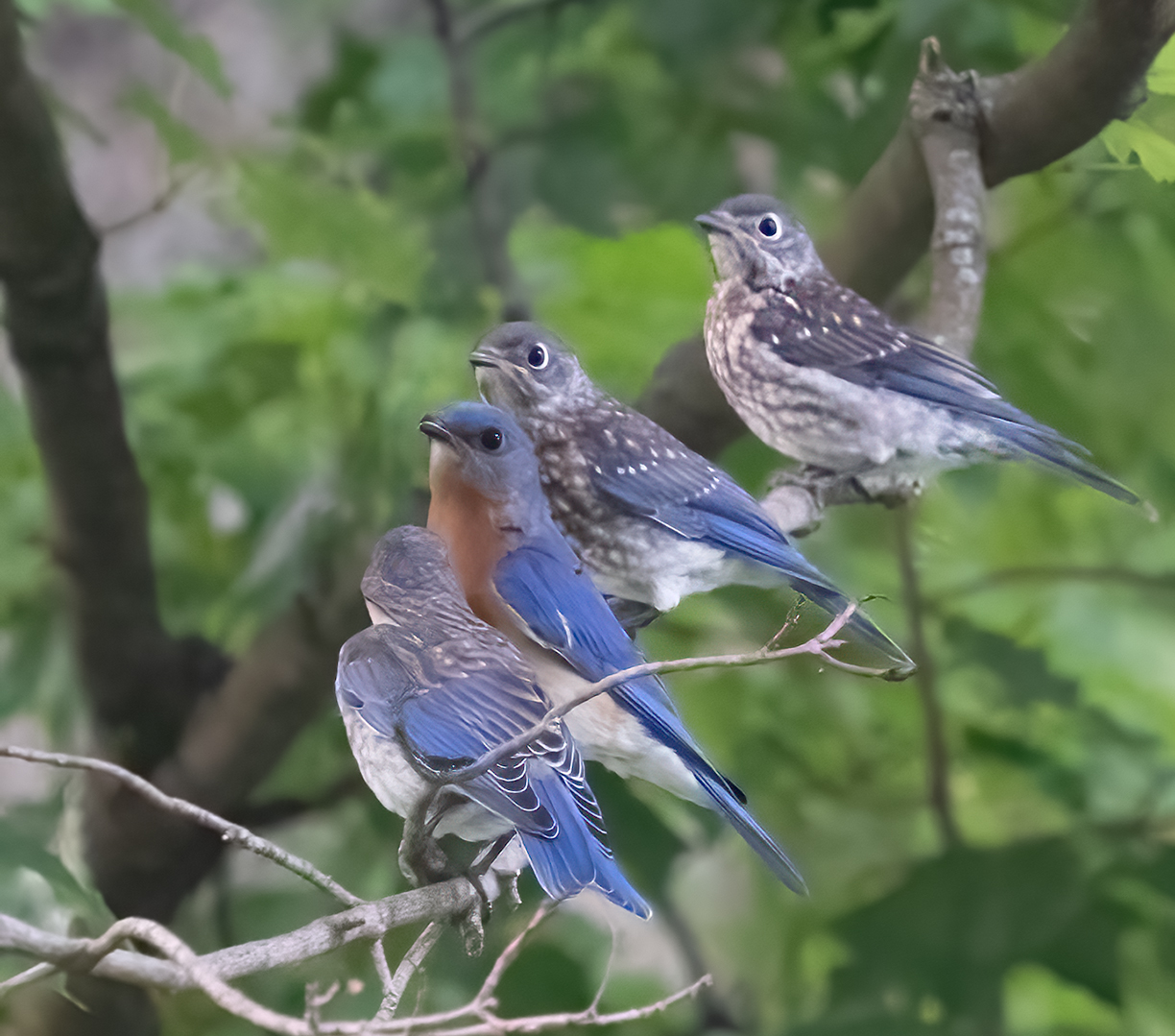 Bluebird Family Get-Together 