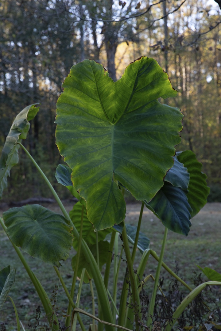 November 2025 - Elsie Allen